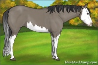 Horse Color:Smoky Grullo Splash