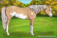 Horse Color:Silver Amber Champagne Frame 