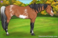 Horse Color:White Spotted Bay Sabino Frame