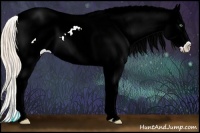 Horse Color:Perlino Onyx Appaloosa 