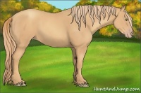 Horse Color:Gold Champagne