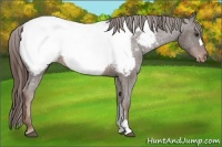 Horse Color:Liver Chestnut Appaloosa 