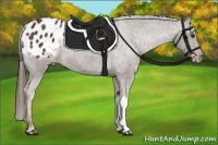 Horse Color:Liver Chestnut Appaloosa 