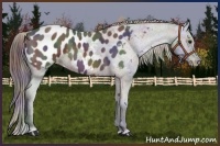 Horse Color:Nacre Brown Roan Appaloosa 