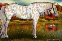 Horse Color:Nacre Palomino Dun Appaloosa 