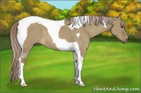 Horse Color:Chocolate Palomino Dun Tobiano 