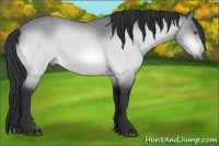Horse Color:Buckskin Chinchilla