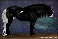 Horse Color:Watercolor White Spotted Buckskin Onyx Appaloosa Rabicano