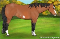 Horse Color:Bay Splash Frame 