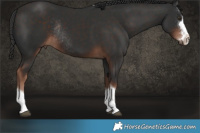 Horse Color:Liver Chestnut Rabicano