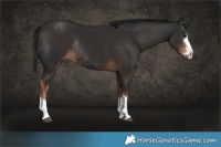 Horse Color:Liver Chestnut Rabicano 