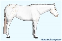 Horse Color:White Spotted Sable Champagne Appaloosa