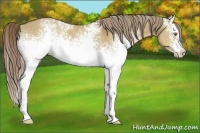 Horse Color:White Spotted Liver Red Dun Rabicano