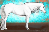 Horse Color:Palomino Appaloosa