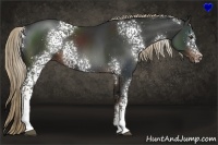 Horse Color:White Spotted Liver Chestnut Rabicano 