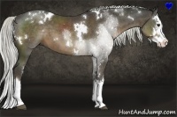 Horse Color:White Spotted Liver Chestnut Sabino Splash