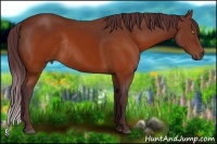 Horse Color:Chocolate Brown Rabicano 