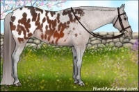 Horse Color:Bay Appaloosa