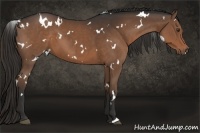 Horse Color:White Spotted Liver Chestnut 