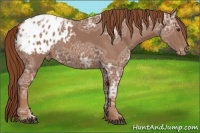 Horse Color:Chestnut Ice Appaloosa