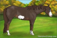 Horse Color:Liver Chestnut Frame