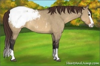 Horse Color:Brown Dun Sabino Splash Snowcap Rabicano