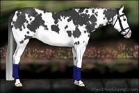 Horse Color:White Spotted Smoky Black Splash 