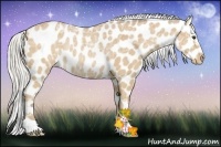 Horse Color:Silver Buckskin Ice Appaloosa Rabicano