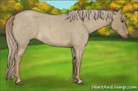 Horse Color:Chocolate Palomino Roan Dun 
