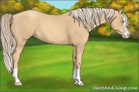 Horse Color:Gold Cream Champagne Splash 