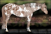 Horse Color:White Spotted Chestnut Appaloosa