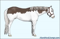 Horse Color:White Spotted Silver Black Sabino Splash