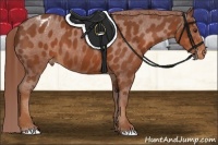 Horse Color:Chestnut Sabino Appaloosa