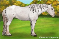 Horse Color:Chestnut Sabino Appaloosa 
