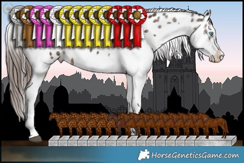 Horse Color:Liver Chestnut Splash Appaloosa 