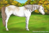 Horse Color:White Spotted Liver Chestnut Pearl Rabicano 
