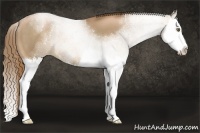 Horse Color:Liver Chestnut Pearl Splash