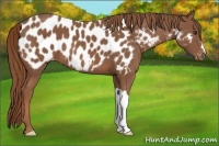 Horse Color:Chestnut Appaloosa 