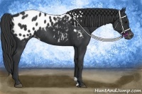 Horse Color:Black Appaloosa Rabicano