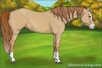 Horse Color:Red Dun Splash 