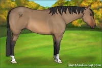 Horse Color:Bay Dun