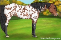 Horse Color:Bay Ice Appaloosa