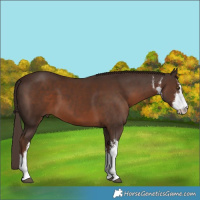 Horse Color:White Spotted Liver Chestnut 