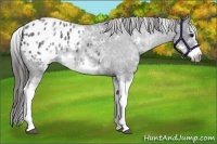 Horse Color:White Spotted Blue Roan Splash Frame Appaloosa 