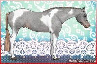 Horse Color:Liver Chestnut Tobiano Appaloosa