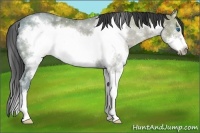 Horse Color:Grullo Ice Splash Frame