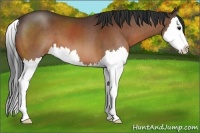 Horse Color:Bay Splash 