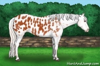 Horse Color:Silver Bay Appaloosa 