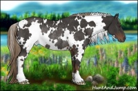 Horse Color:White Spotted Liver Chestnut Rabicano 