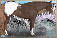 Horse Color:Liver Chestnut Sabino Snowcap